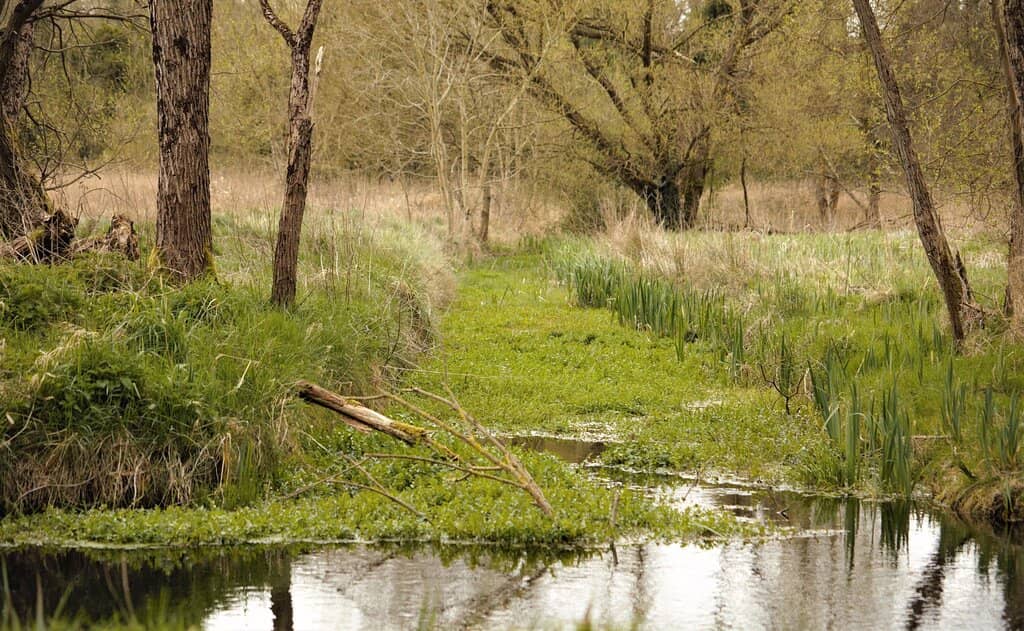 Milltown Feeder Views