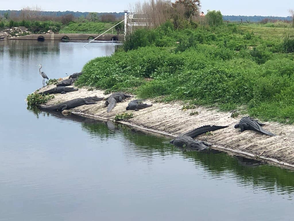 Birdwatcher's Paradise