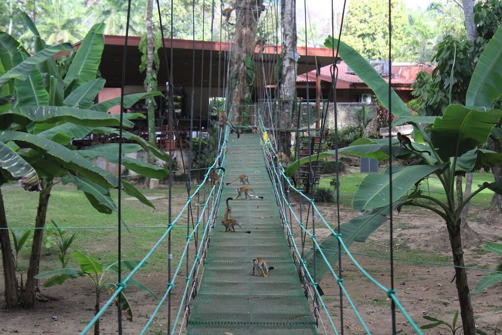 Tarzan Swing Thrill