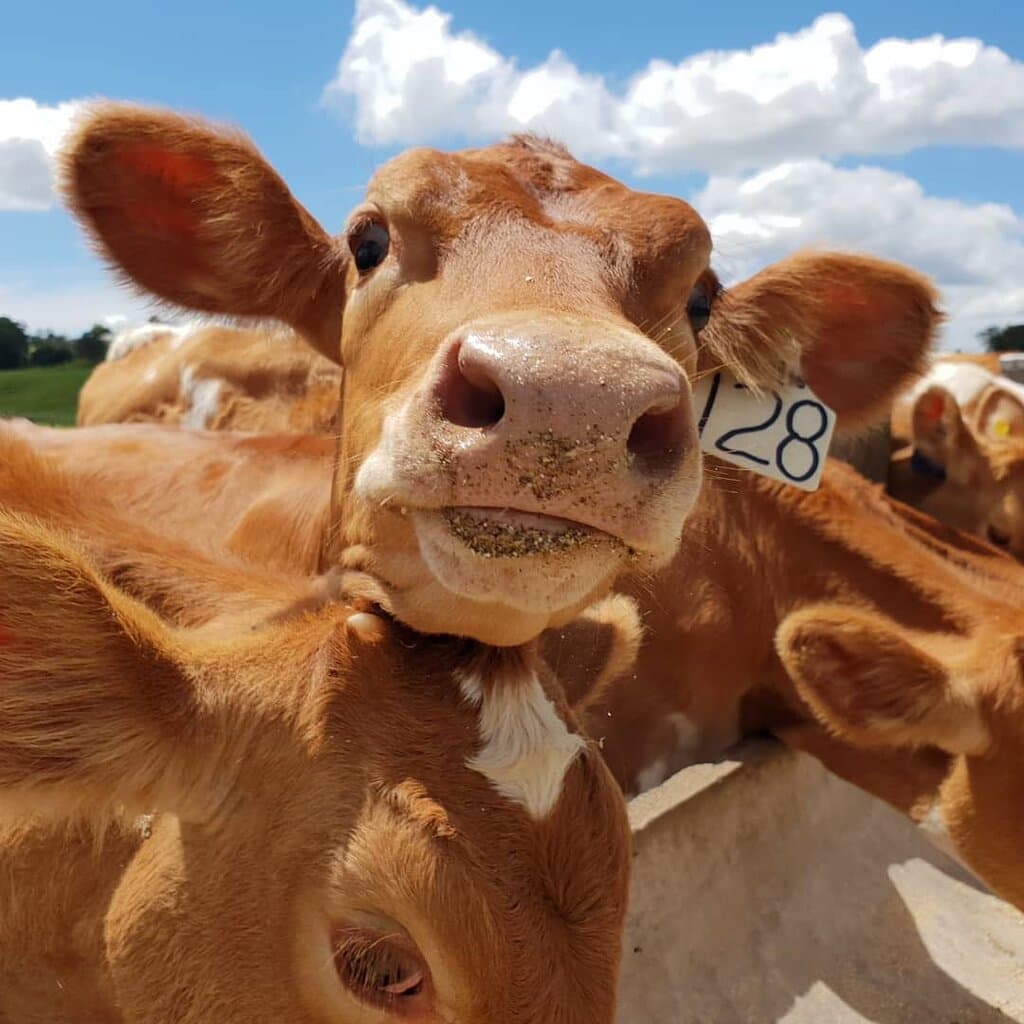 Feed the heifers at the trough