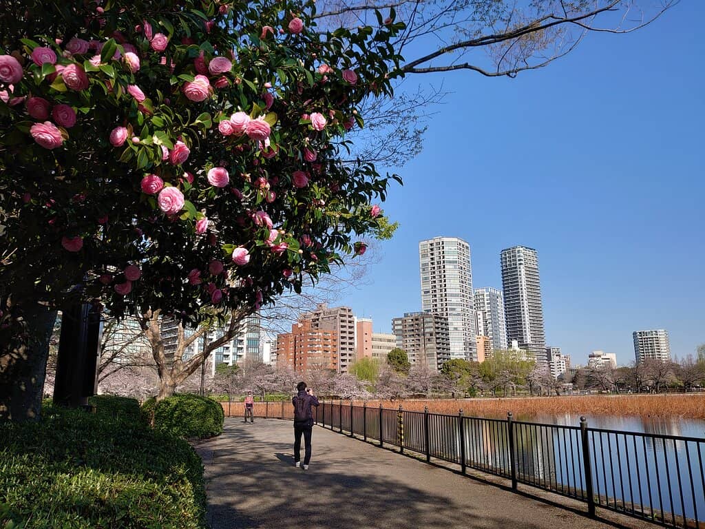 Ueno Zoo's Cormorant Pond
