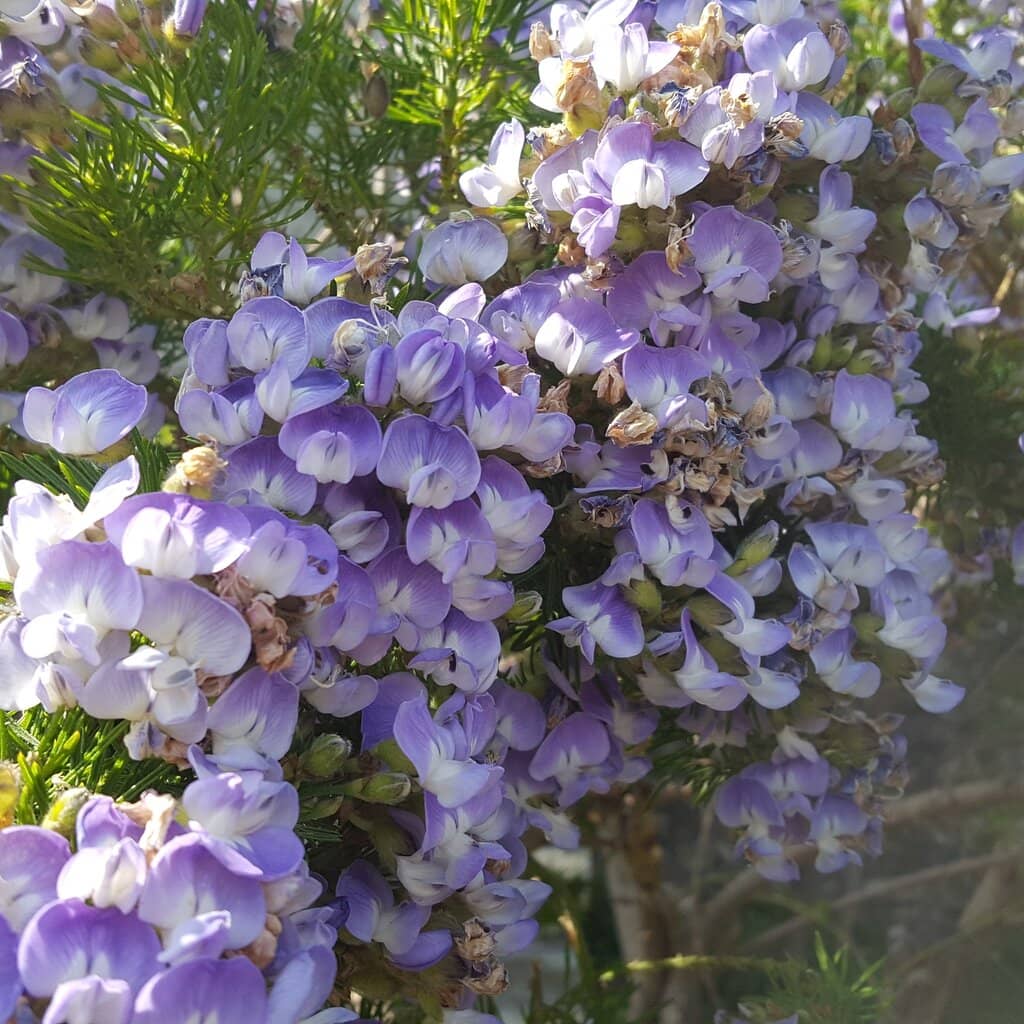 Villa Durazzo Pallavicini