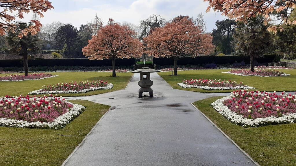 Sculptural Yew Trees