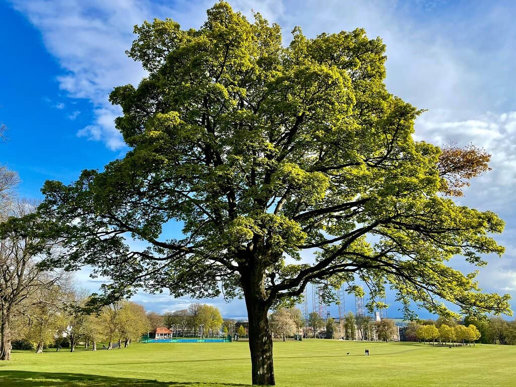 Expansive Green Spaces