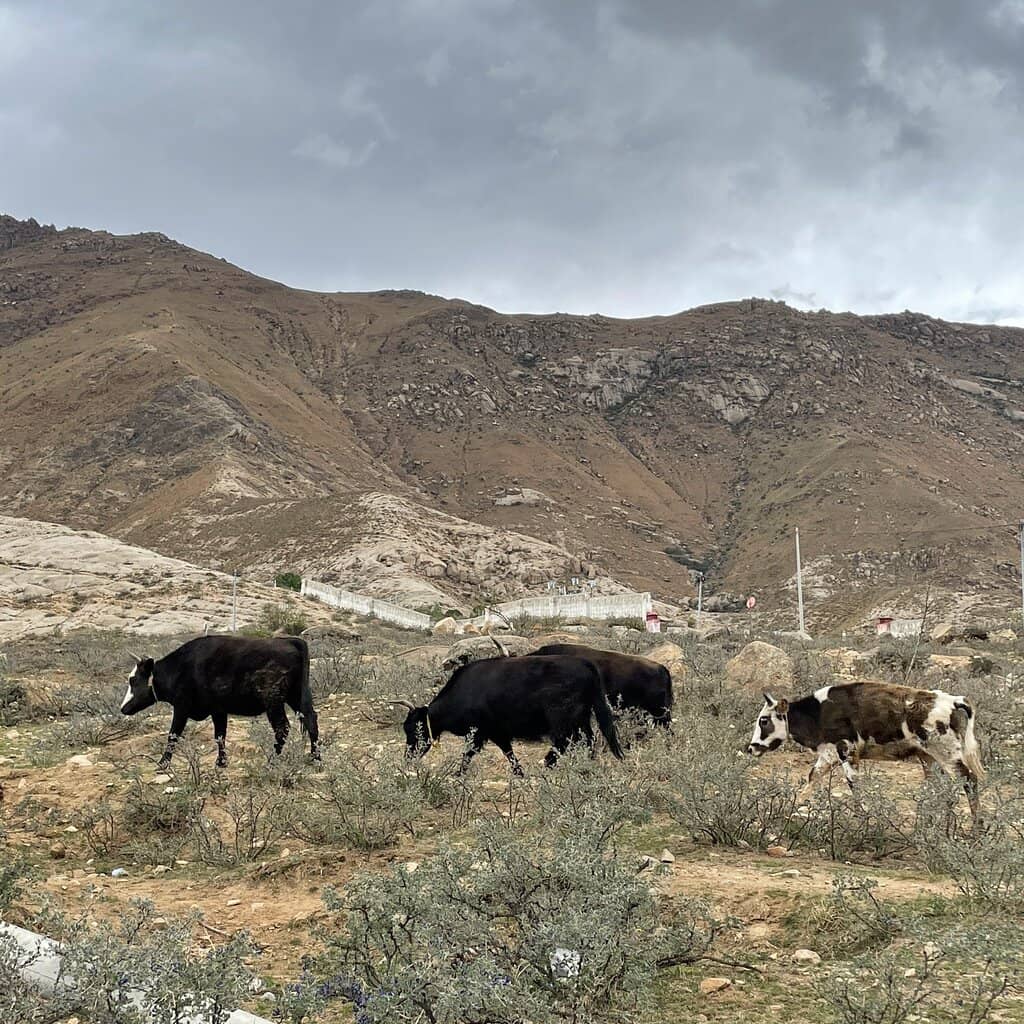 Cherry Blossom Season