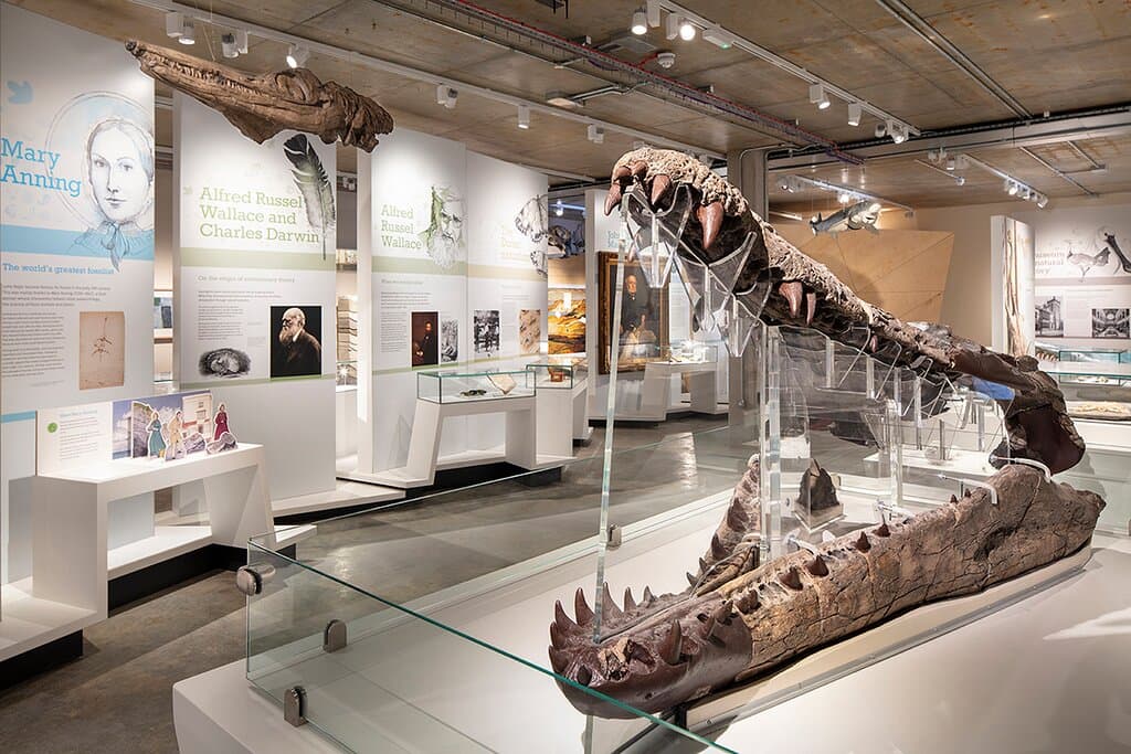 The Dorset Museum - Natural Dorset Gallery. See 250 million years of natural history come alive. Natural Dorset reveals the secrets of the county’s geology, landscapes, habitats and wildlife.