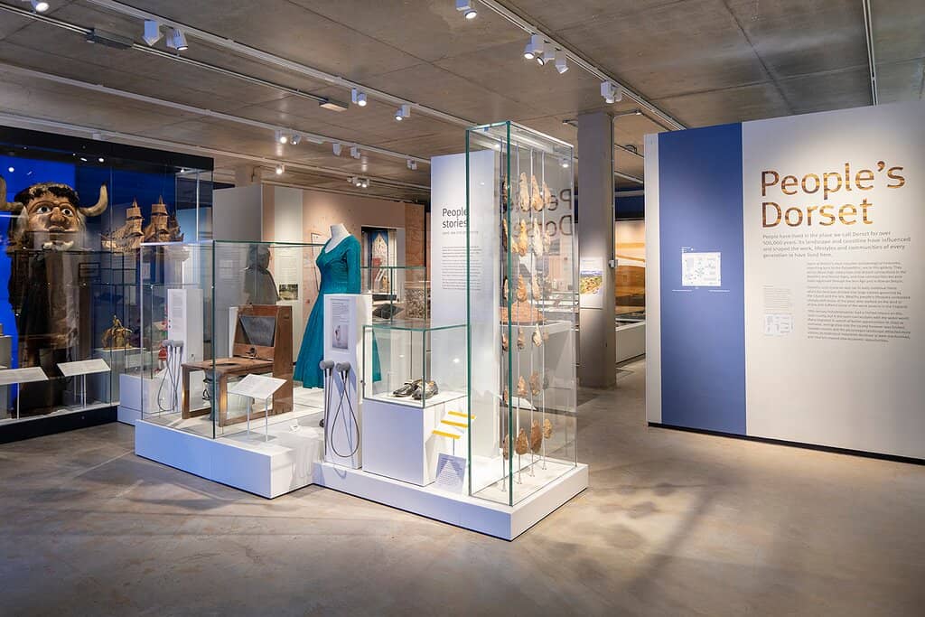 Fossil and Dinosaur Collection