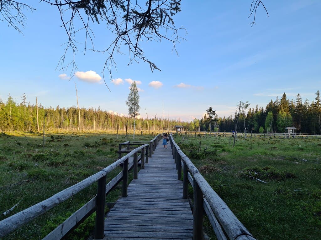 Torfowisko pod Zieleńcem Reserve