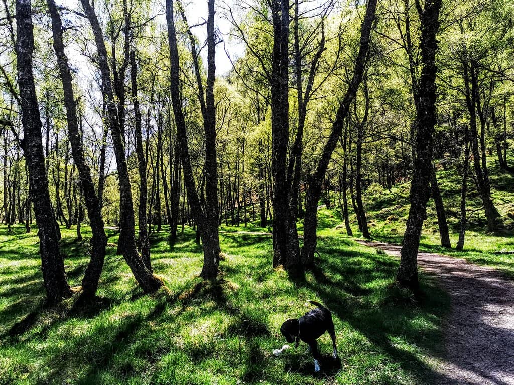 Lochans and Wildlife