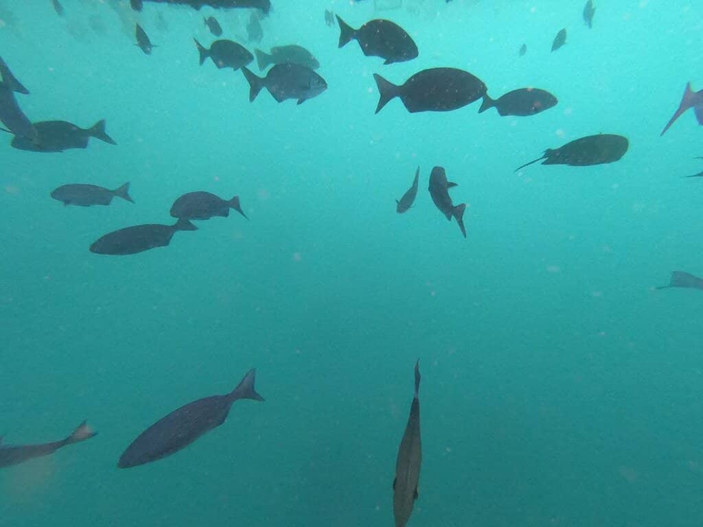 Shark Sanctuary