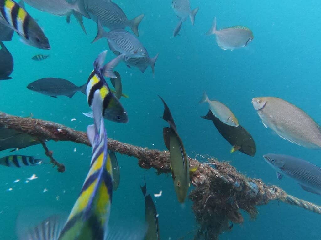 Snorkeling & Coral Reefs