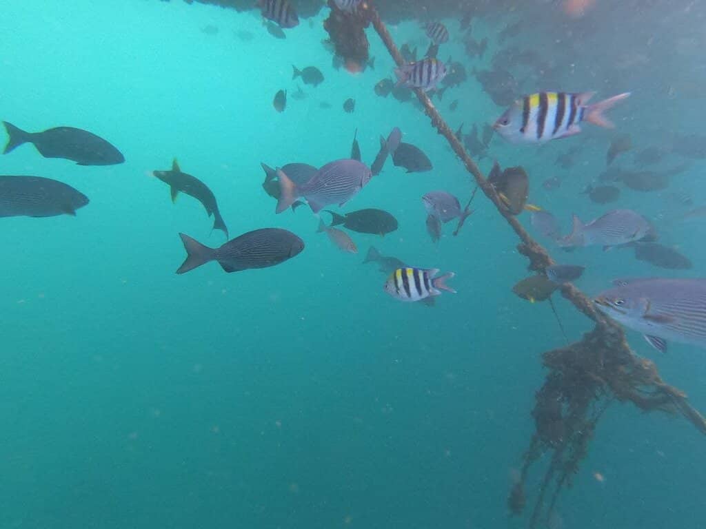 Majapahit's Underwater Warrior
