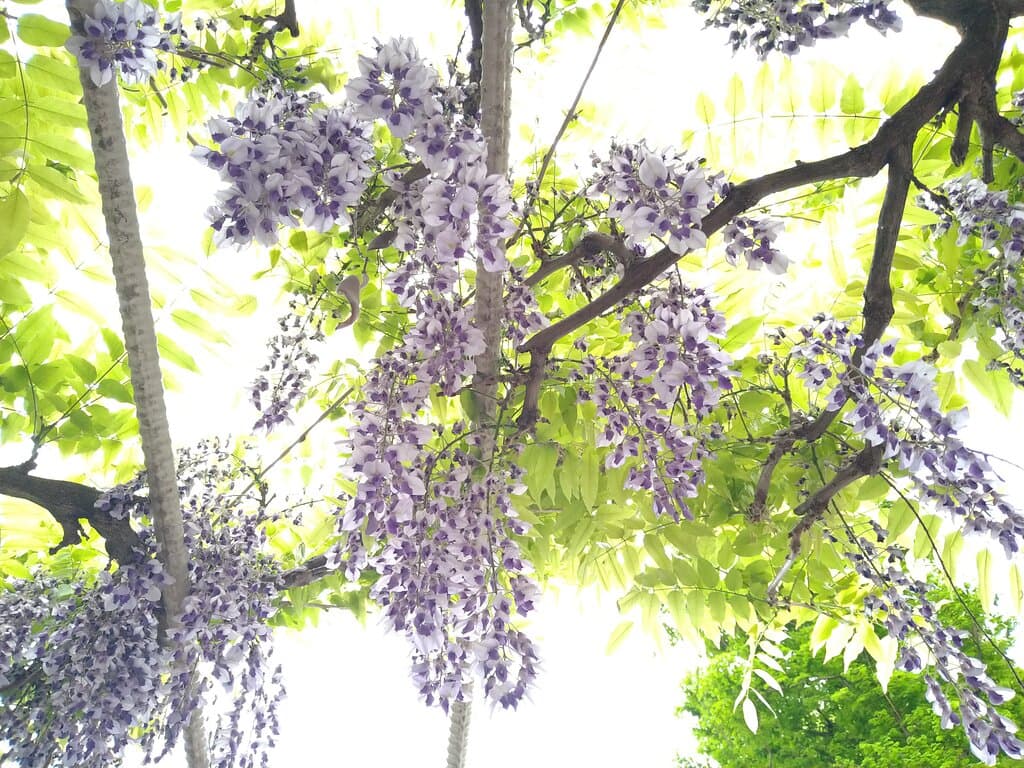リバーサイド中央公園:団地の中にある公園。藤が咲いていましたので、下から撮影してみました。