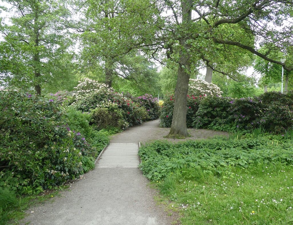 Blommande rhododendron på strandpromenaden runt Växjösjön i Växjö