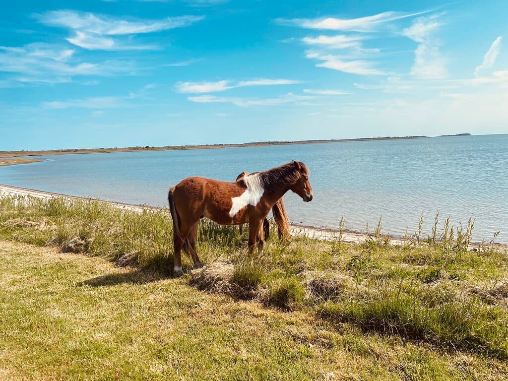Assateague State Park