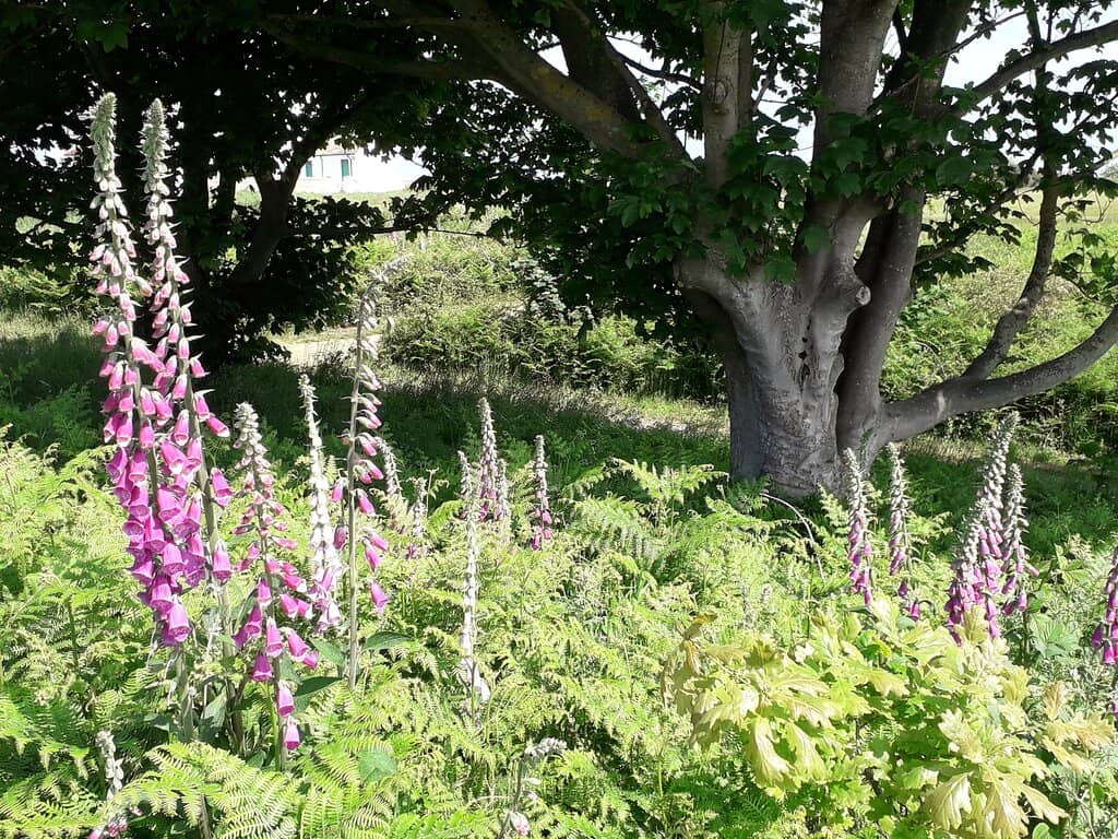 Coastal Path Walk