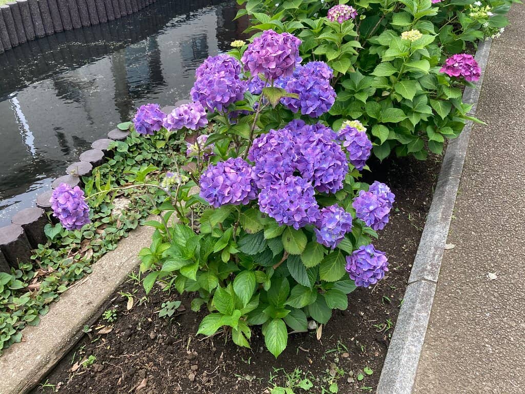 Murmuring Stream Walkway
