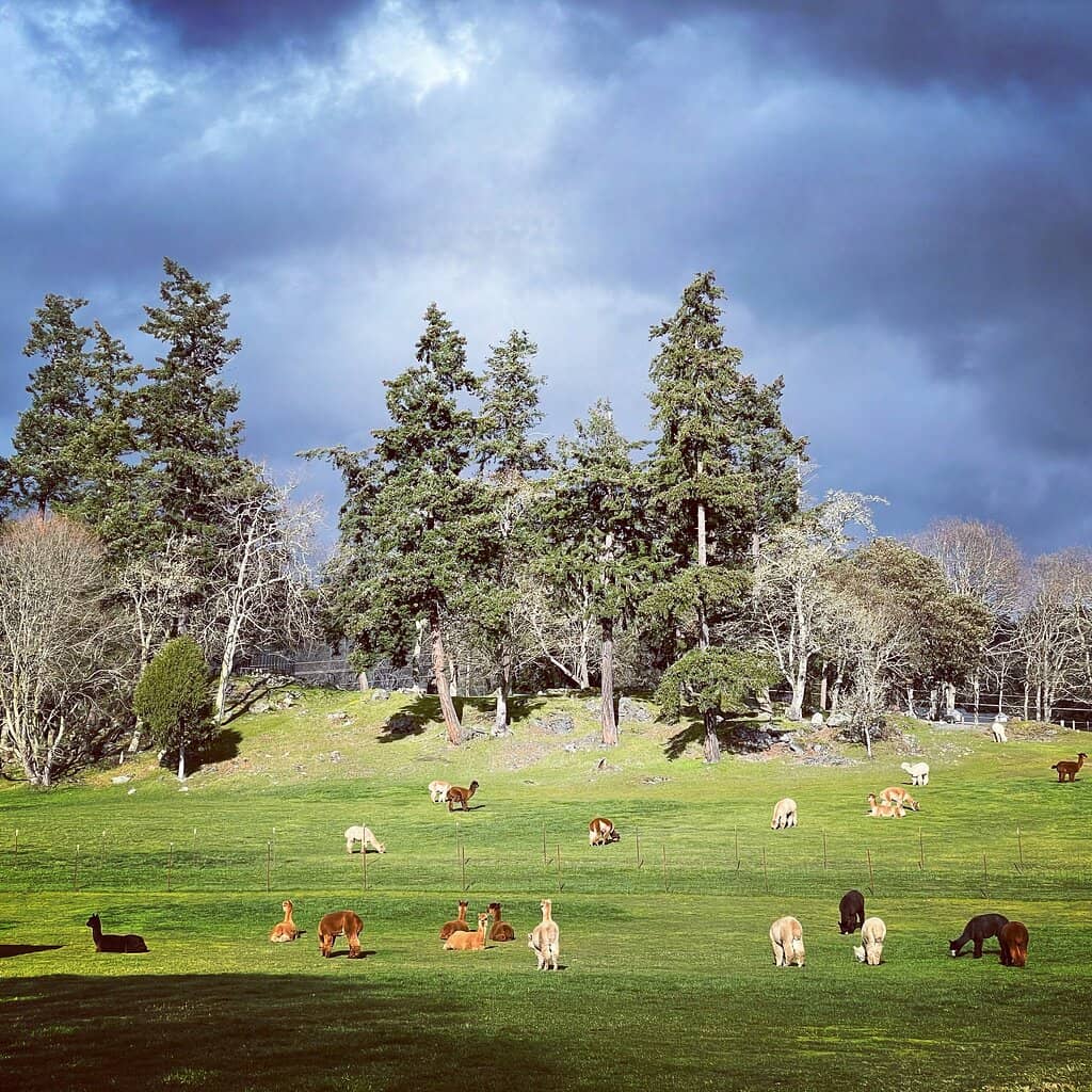 Feed the Adorable Alpacas