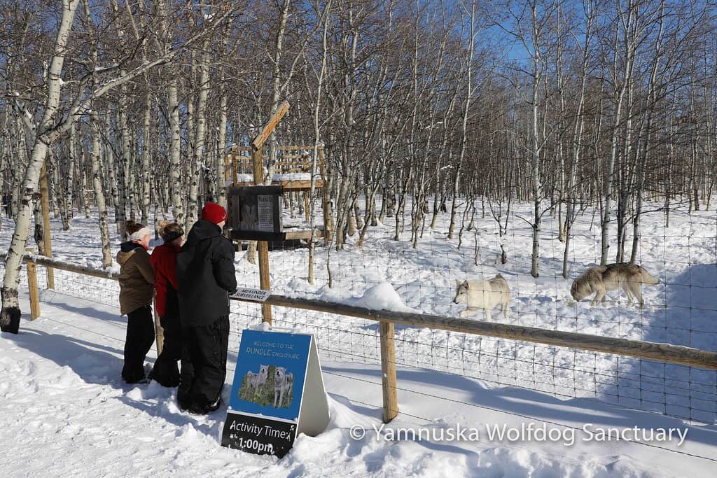 Interactive Wolfdog Encounters