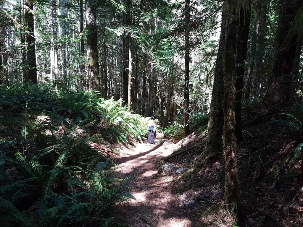 Old-Growth Forest Trails