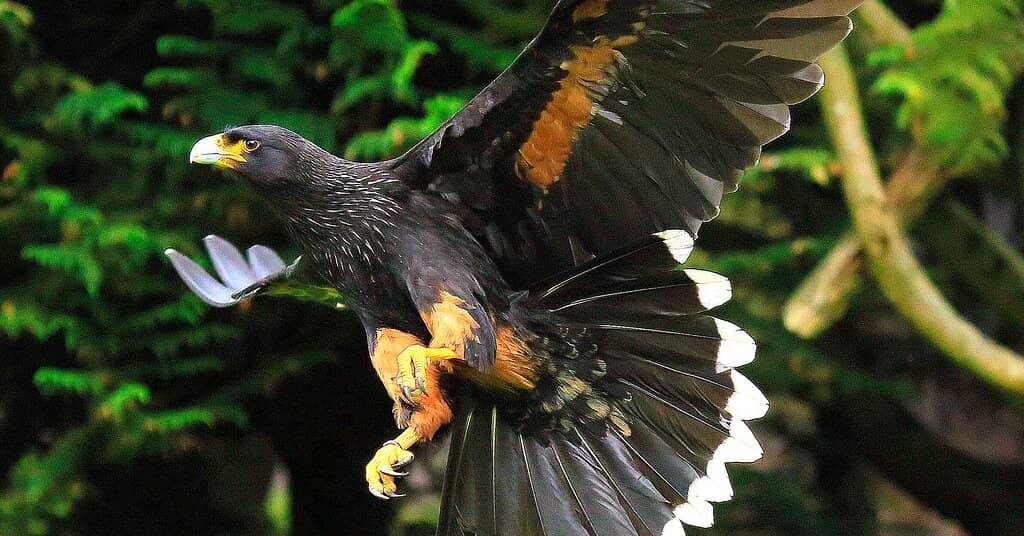 Walk-Through Aviaries