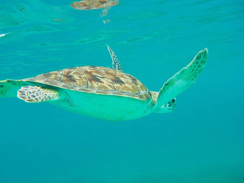Sea Turtle Encounters