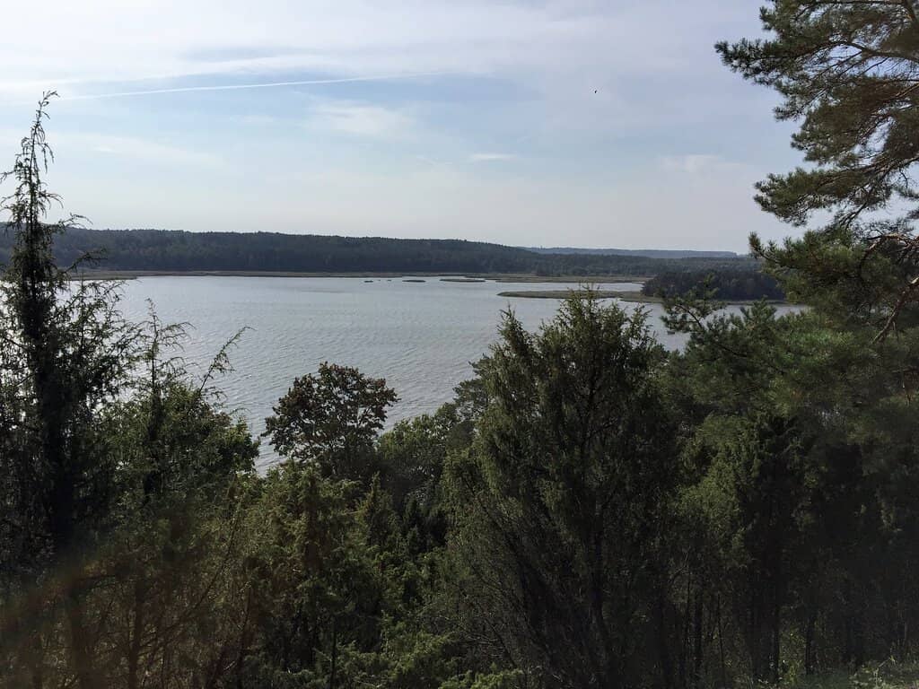 Year-Round Evergreen Scenery