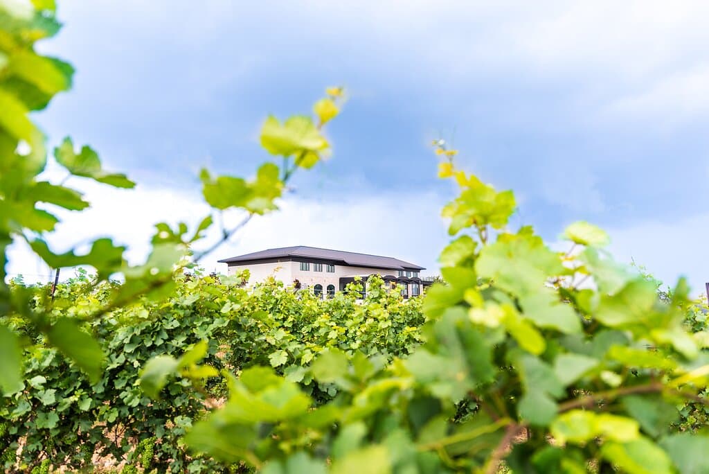 Megalomaniac Wines and Megalomaniac Food+Drink