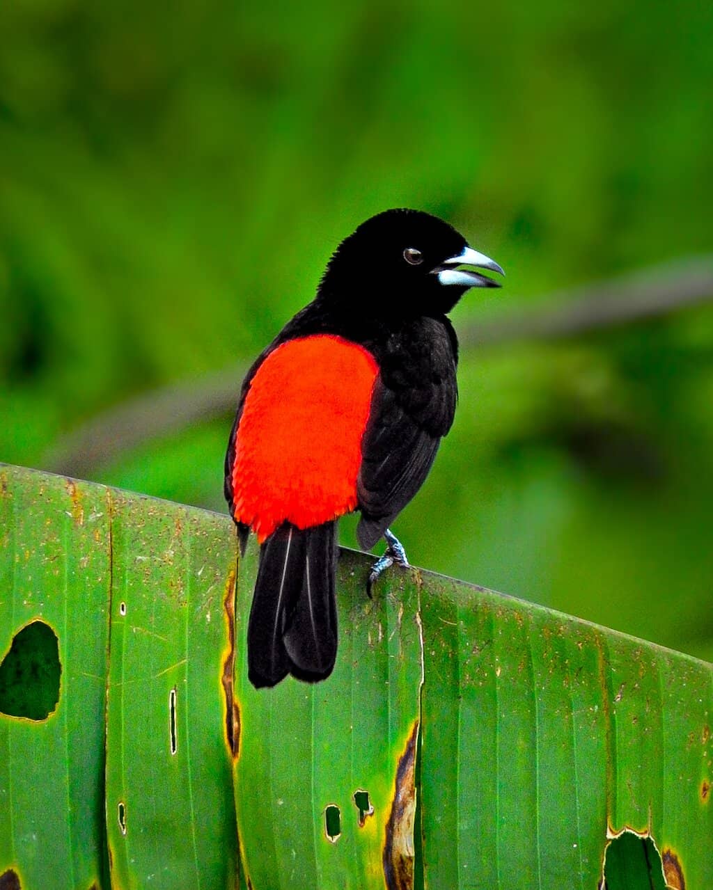 Diverse Wildlife Encounters