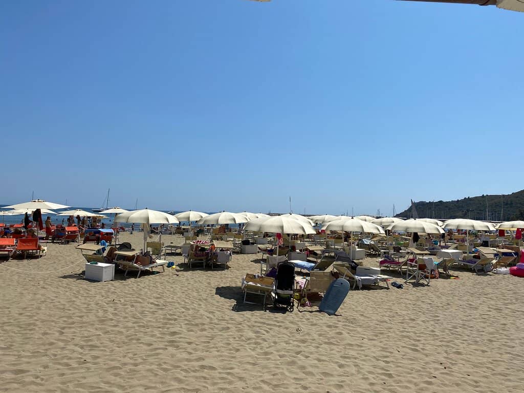 Pine Forest Serenity