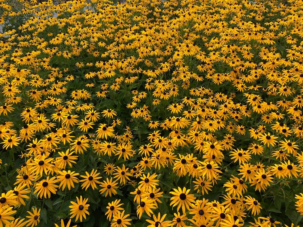 Paved Walking Trails