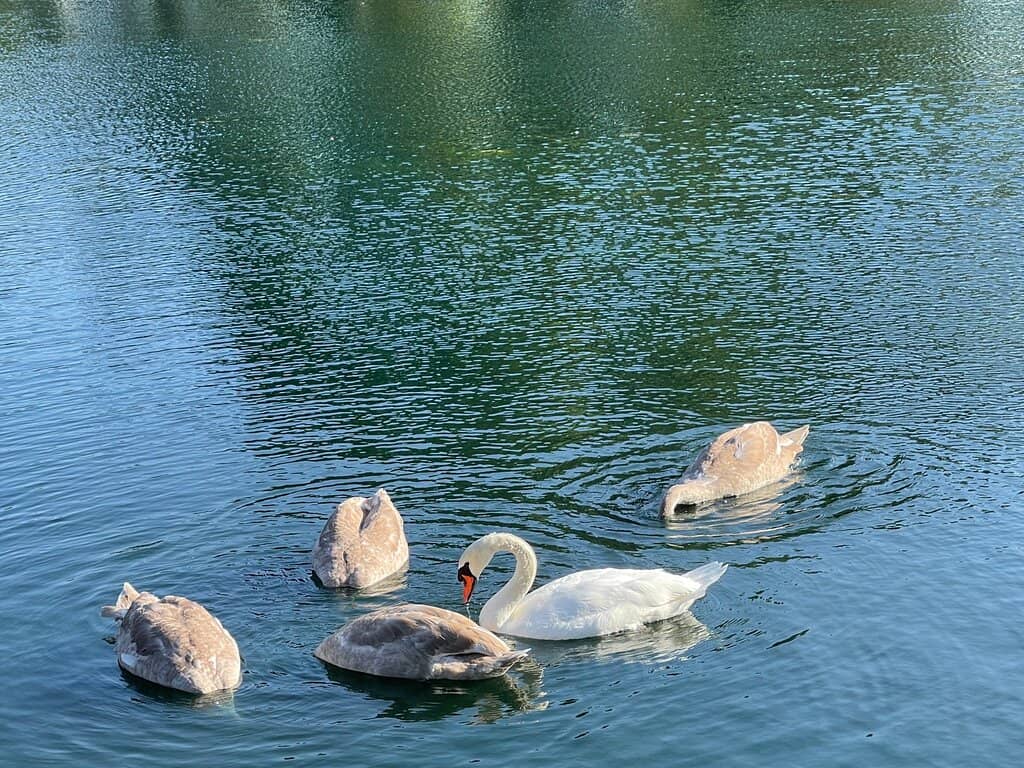 Southchurch Park Cafe