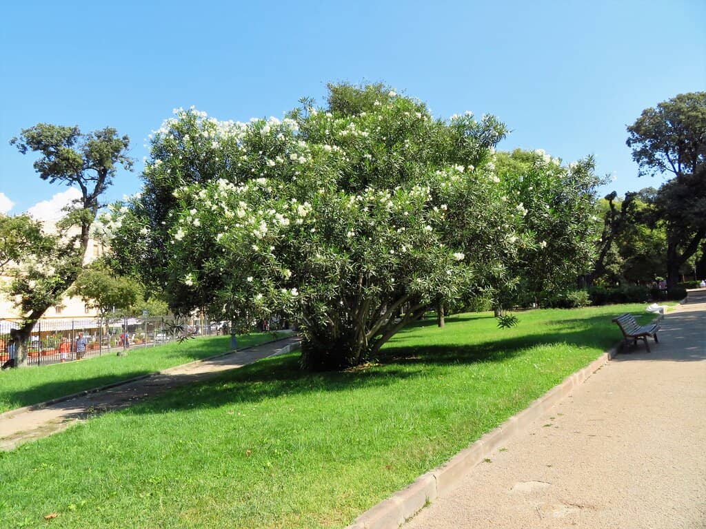 Lush Greenery and Shaded Paths