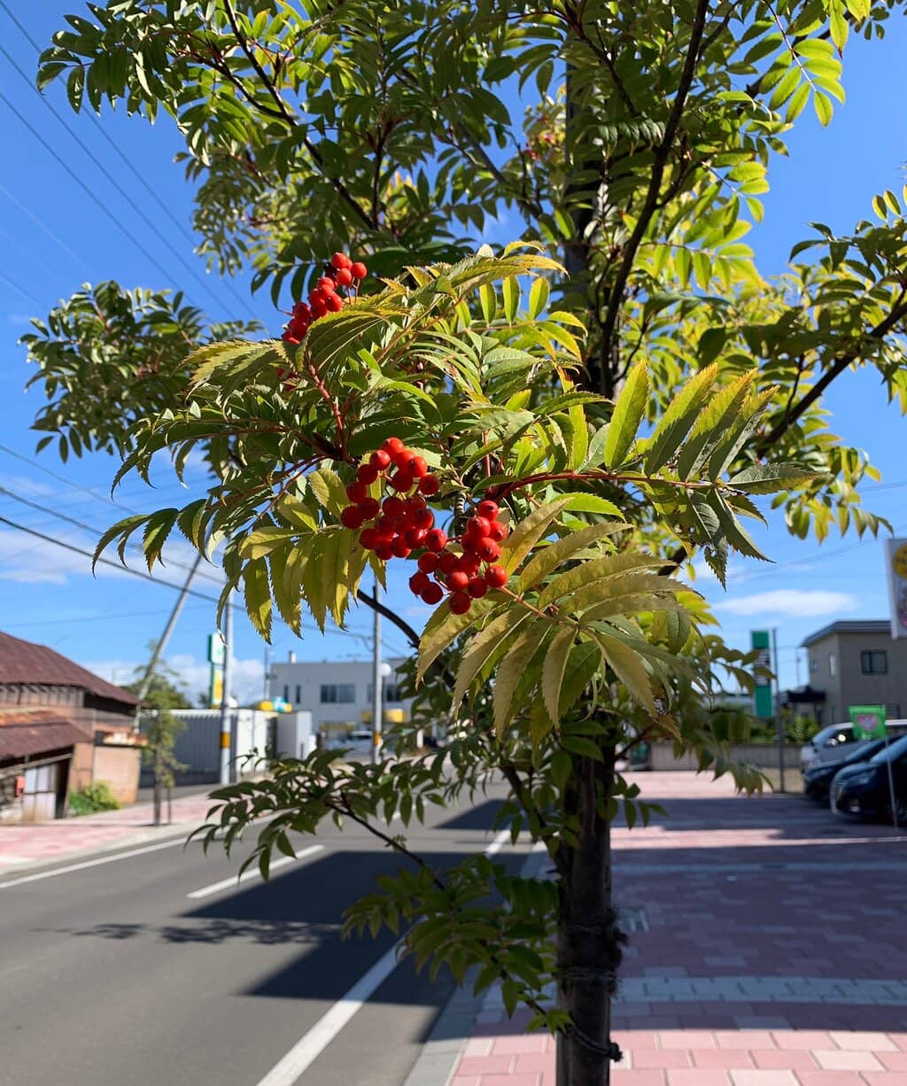 Messages to Her Husband