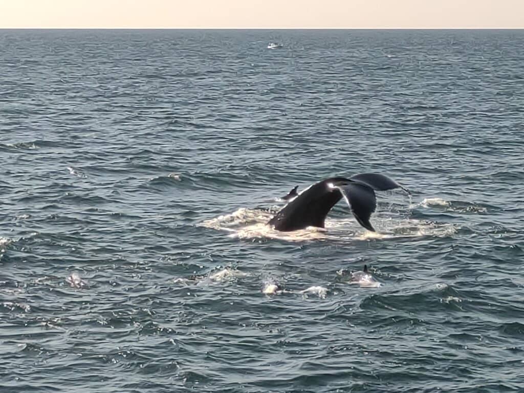 Rare Orca Encounters