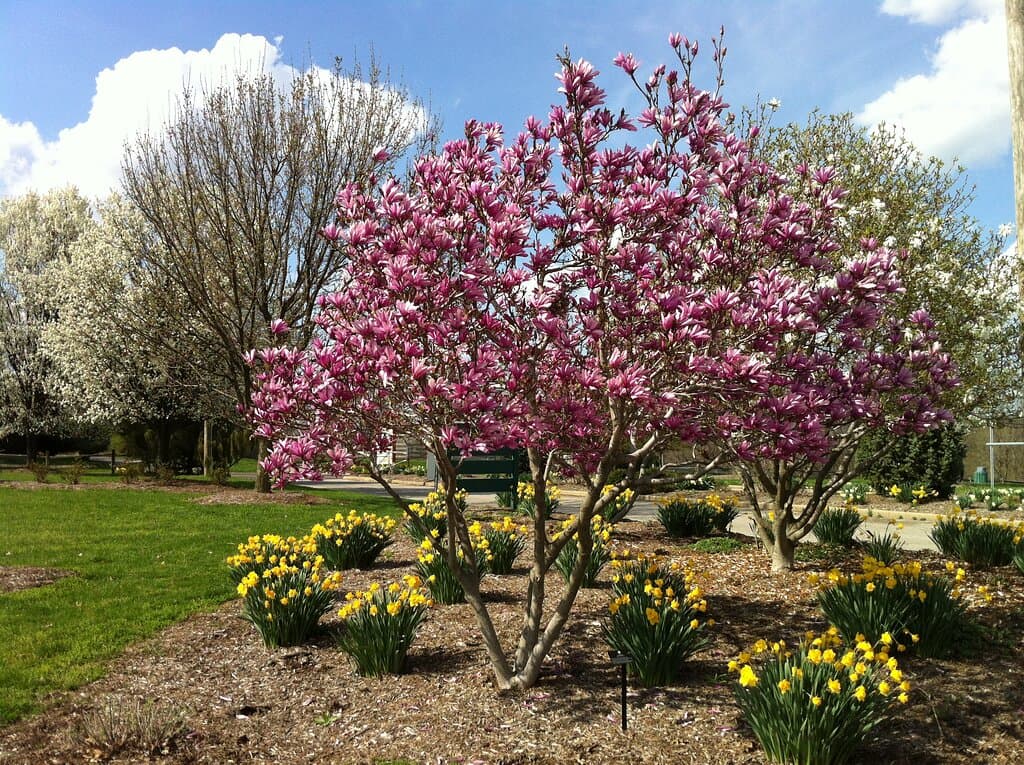 Magnolias & daffodils.
