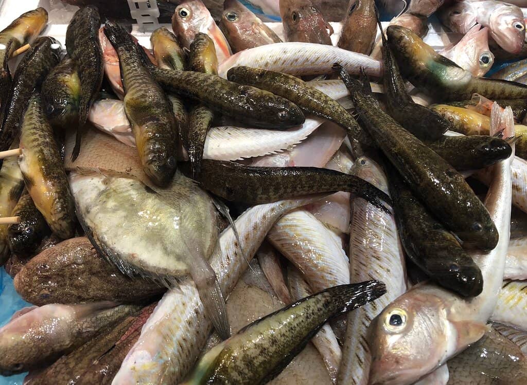 Fresh Fish & Seafood