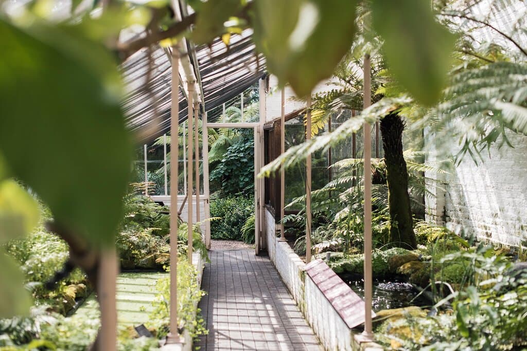 Cool Fernery