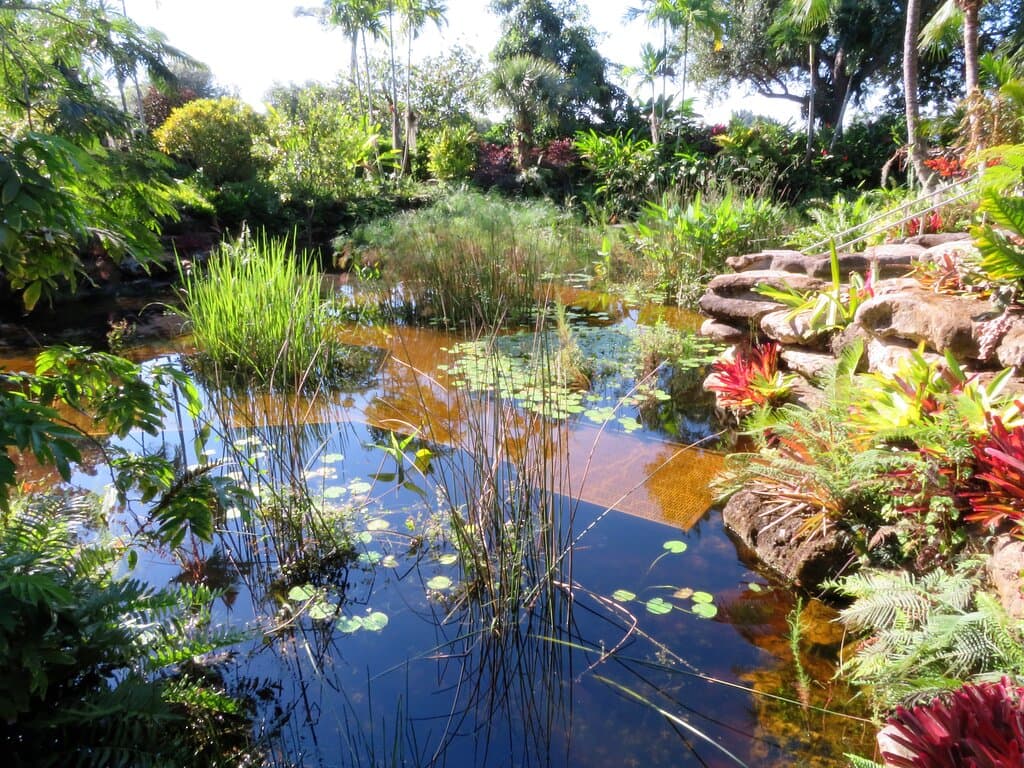 Lake with lily pad