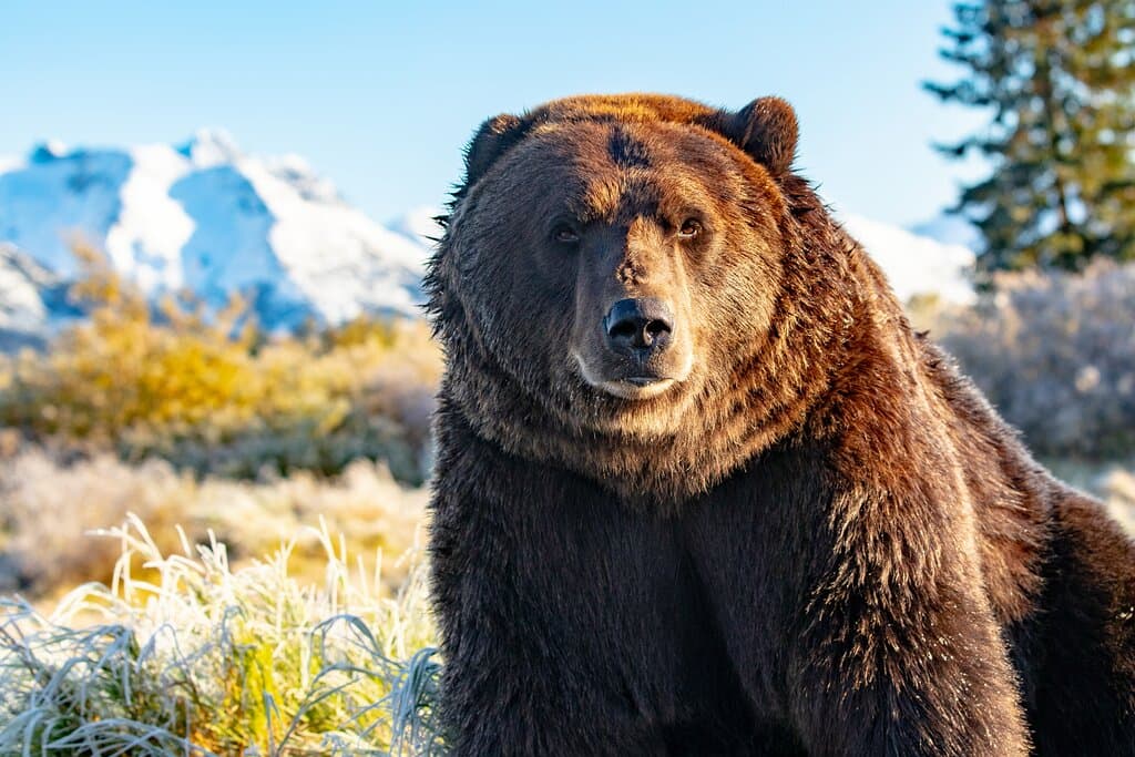 JB the Brown Bear at AWCC