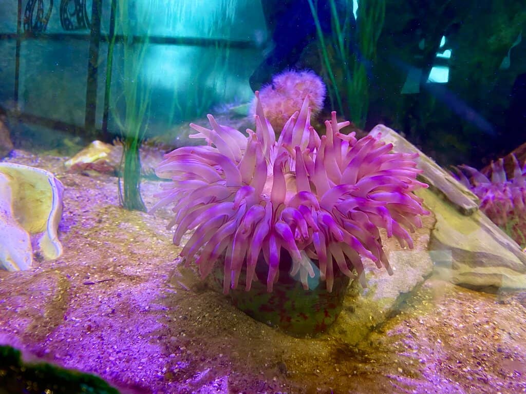 Xenon the Zebra Shark