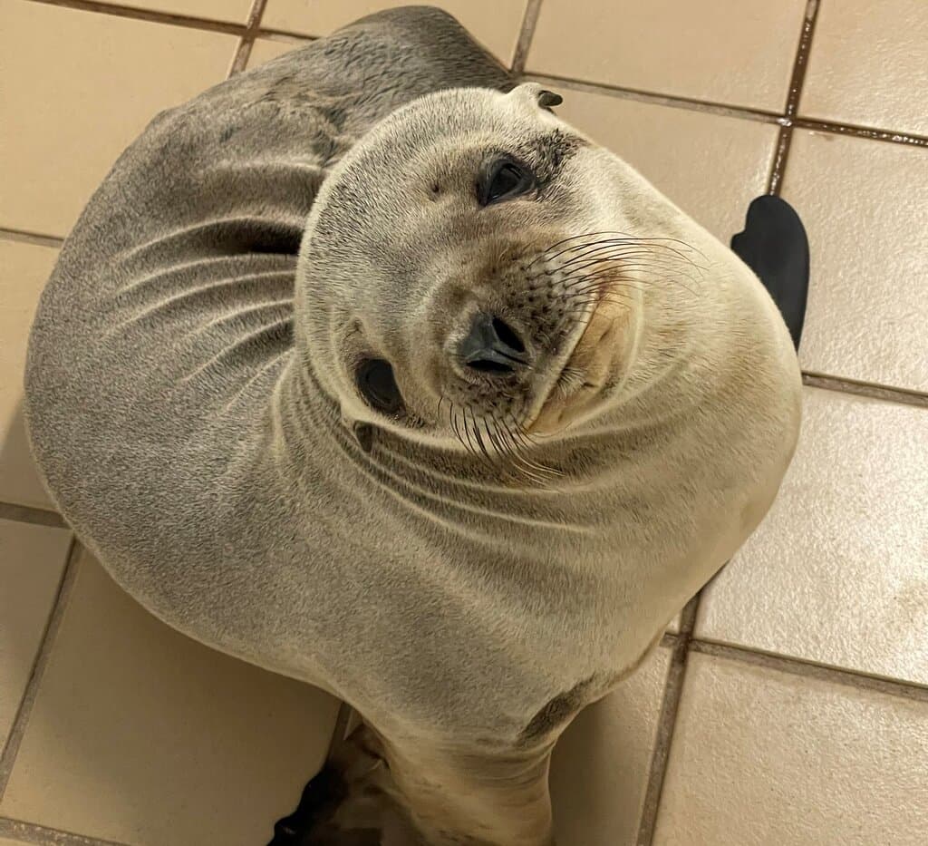 Duncan