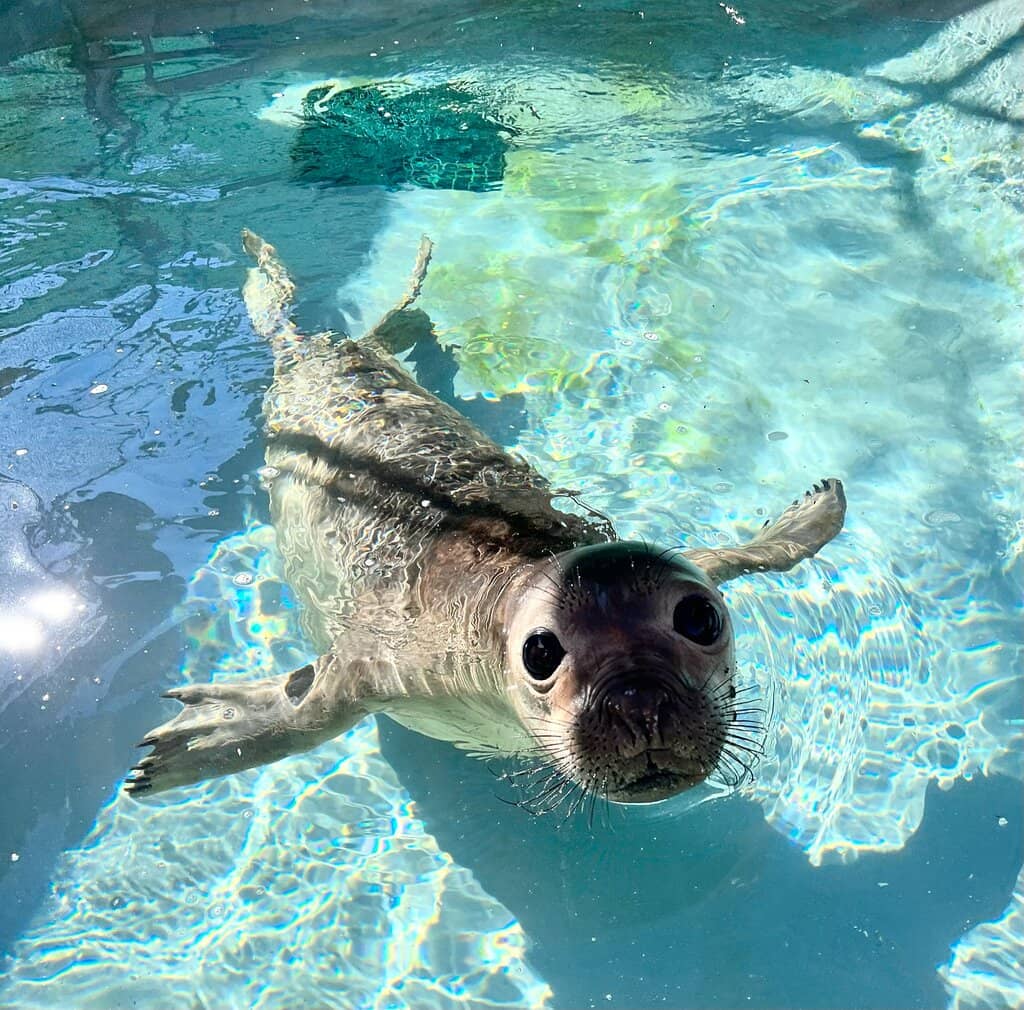 Rescued Seals and Sea Lions