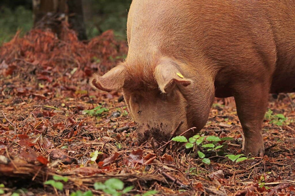 Marsh Harrier Sightings