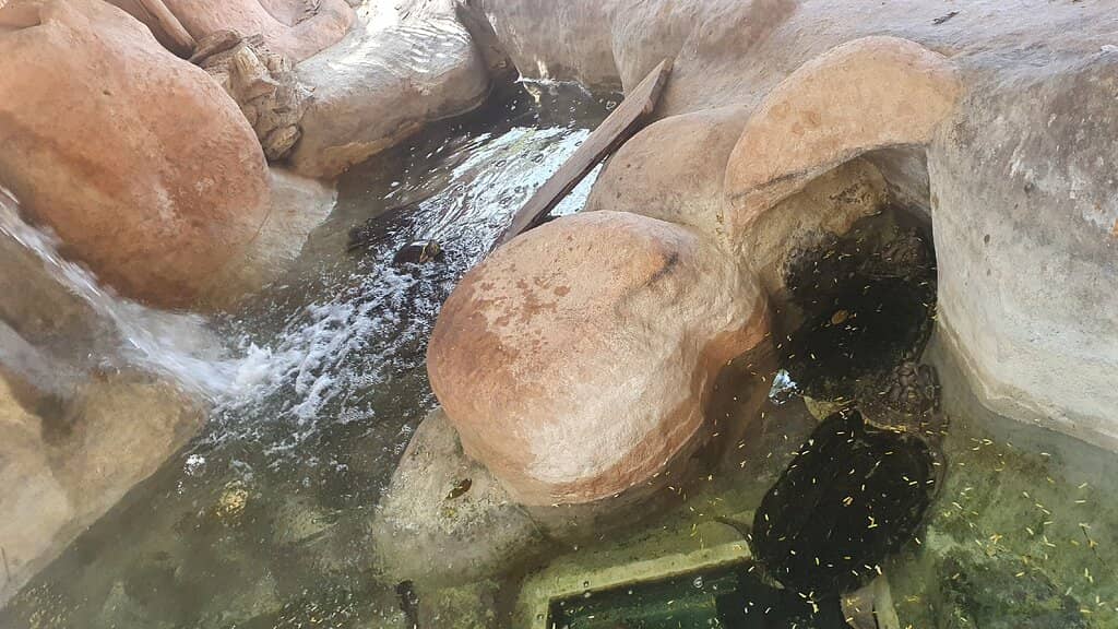 Diverse Turtle Species