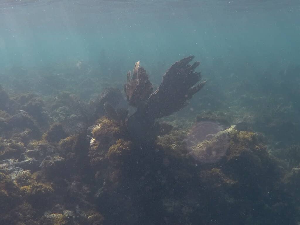 Mesoamerican Barrier Reef