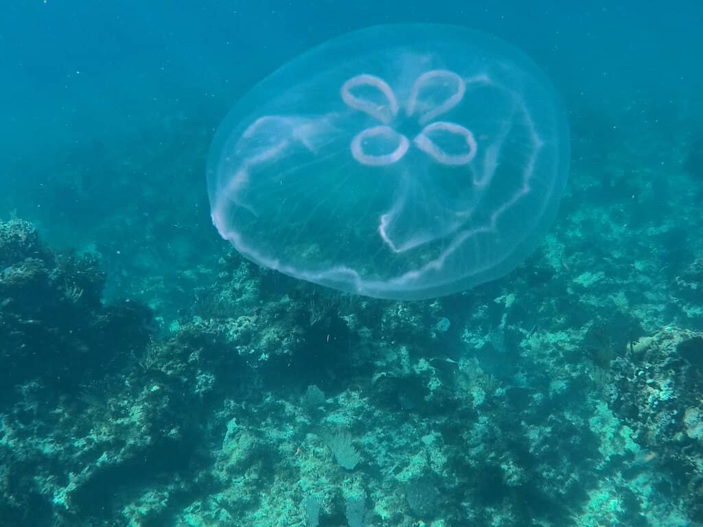Sea Turtle Encounters
