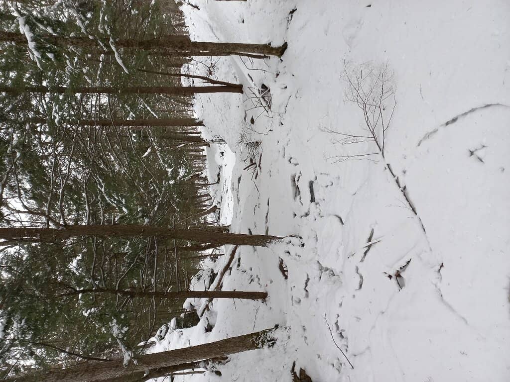 Secluded Nature Immersion