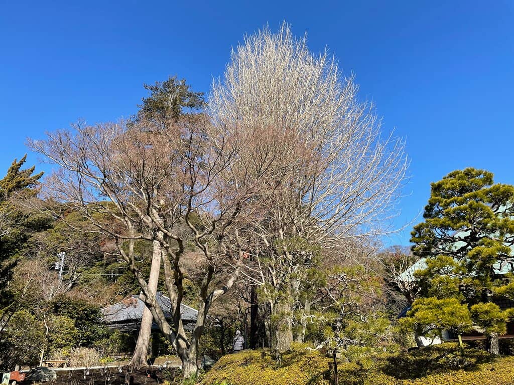 Zen Dry Garden