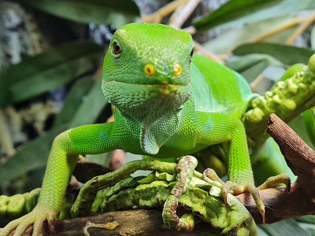 One of the cutest little faces around - our Lau Banded Iguana is such a happy little chappy! He can be found in the Below Ground zone at Plantasia Tropical Zoo